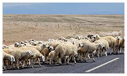 Livestock on the road in Turkey