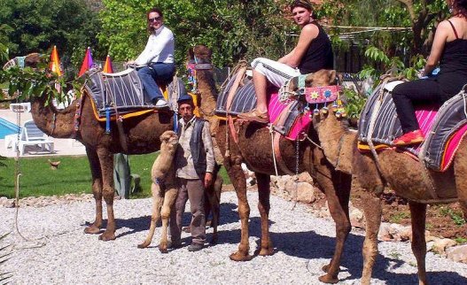 Camel Trekking