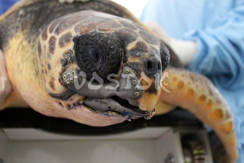Caretta Caretta turtle with 3D printed titanium beak at intensive care of Dalyan Turtle Hospital