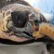 Caretta Caretta turtle with 3D printed titanium beak at intensive care of Dalyan Turtle Hospital