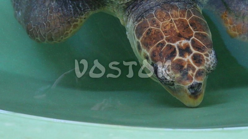 Sleeping turtle in Dalyan Turtle Hospital