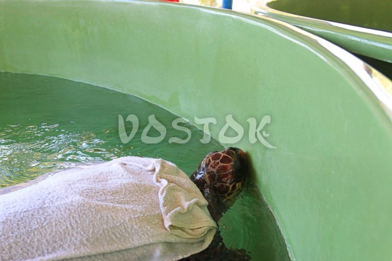 One of patient in Turtle Sanctuary Dalyan