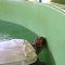 One of patient in Turtle Sanctuary Dalyan