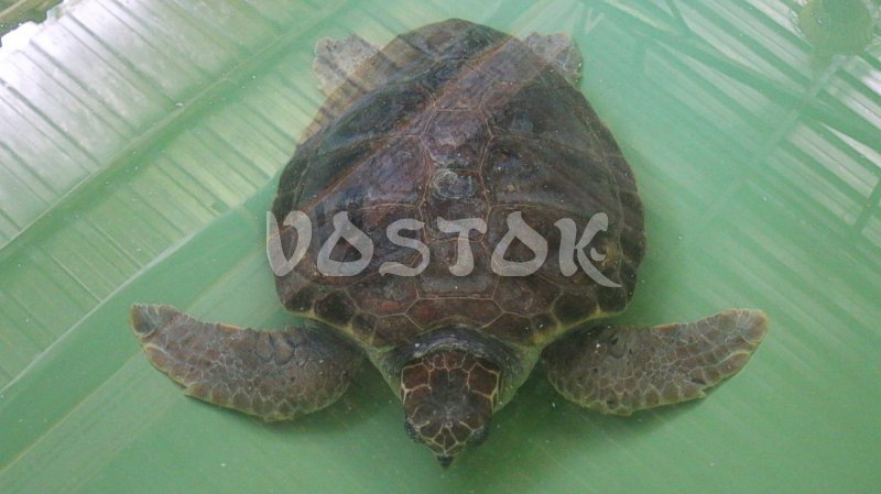 Some of turtles are barely moving due to injuries - Turtle Sanctuary Dalyan