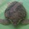 Some of turtles are barely moving due to injuries - Turtle Sanctuary Dalyan