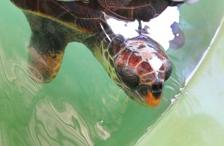 Dalyan Turtle Hospital