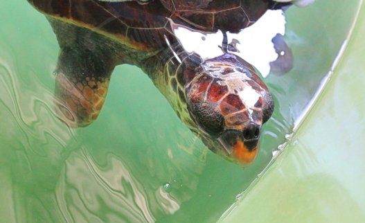 Dalyan Turtle Hospital