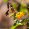 Beautiful tiger butterfly - Butterfly Valley Turkey