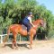 Well-mannered and friendly horses of Desperado Ranch Fethiye