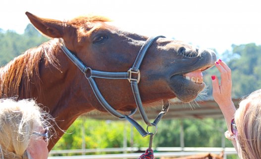 Yaniklar Horse Riding