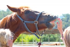 Yaniklar Horse Riding