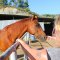 Introduction to four-legged friend - Desperado Ranch Fethiye