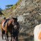 On the way back to ISAM horse ranch in Yaniklar - Fethiye Horse Riding