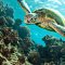Caretta Caretta turtle is frequent visitor of Iztuzu Beach near Dalyan Turkey