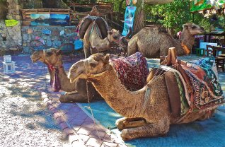 Camel Trekking Rides