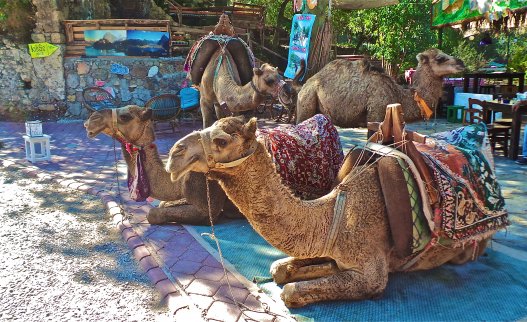 Camel Trekking Rides