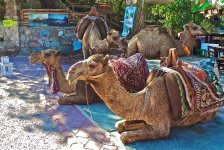Camel Trekking Rides