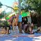 Kayakoy camels are waiting for a ride - camel trekking tours