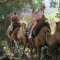 Camel trekking through forests near Kayakoy ghost town