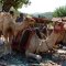 Camels are chilling after the camel ride Turkey