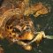 Caretta Caretta turtles can be seen in Dalyan during a Dalyan Mud Bath trip along a river toward Dalyan Turtle Beach