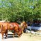 Tea break in Kayakoy - horse riding Oludeniz