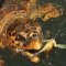 Caretta Caretta turtle in Dalyan Turkey